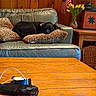 dog, black_dog, sleeping, couch, leather_couch, fuzzy_pillows, living_room, wood_paneling, coffee_table, small_fan, charging_cables, lamp, tulips, flowers, american_flag, home_interior, cozy, indoors, nap, furniture