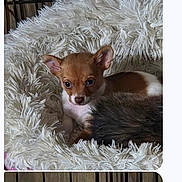 Minnie joined the competition — help win amazing prizes! puppy, dog, pet, cute, small_dog, brown_and_white, fluffy_bed, cozy, indoors, animal, young, resting, ears, cage, wooden, fur, looking, alert, companion, domestic