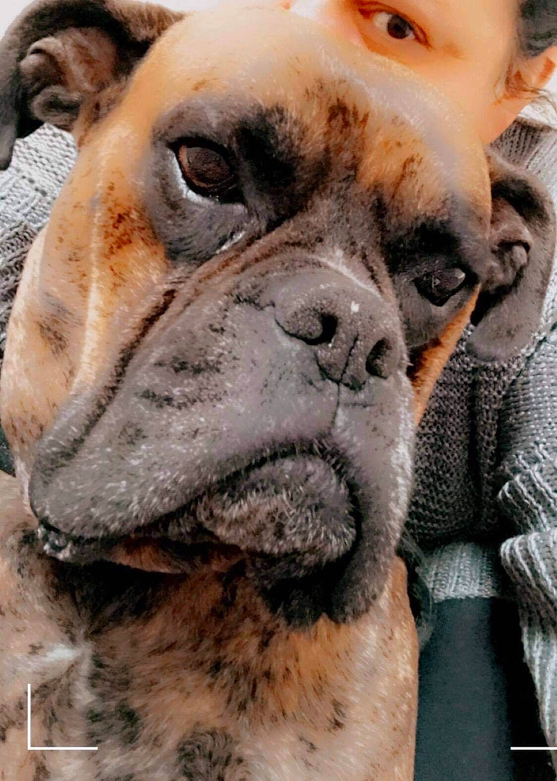 Lewis a rejoint le concours — aidez-le/la à gagner de superbes lots ! boxer, bulldog, canidae, carnivore, close_up, companion_dog, dog, dog_breed, fawn, giant_dog_breed, molosser, photograph, snout, sporting_group, terrestrial_animal, whiskers, wildlife, working_animal, working_dog, wrinkle