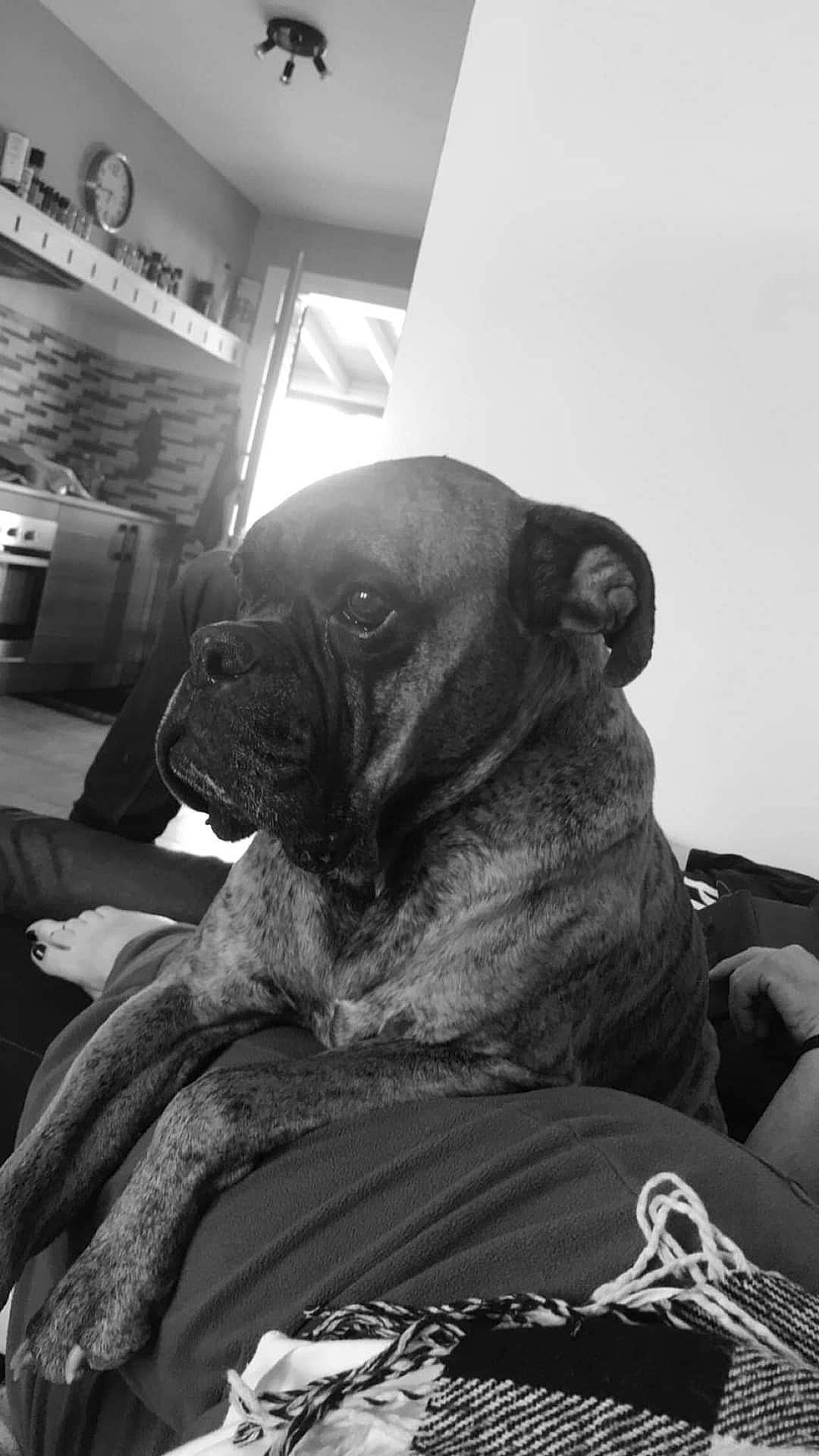 Lewis participe au concours pour gagner de l'argent avec cette photo : bored, canidae, carnivore, comfort, companion_dog, dog, dog_breed, fawn, grey, guard_dog, molosser, monochrome_photography, pug, snout, sporting_group, terrestrial_animal, toy_dog, whiskers, working_animal, wrinkle