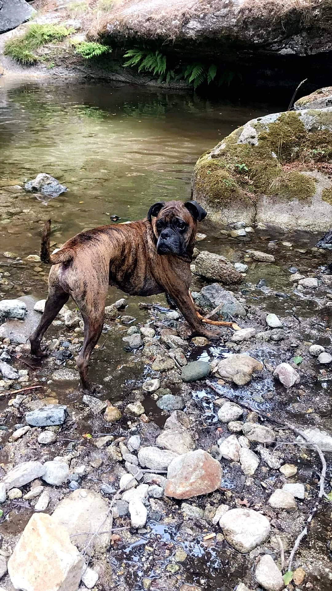 Lewis a rejoint le concours — aidez-le/la à gagner de superbes lots ! adventure, bedrock, canidae, carnivore, dog, dog_breed, dogo_sardesco, fawn, lake, liver, plant, rock, snout, soil, sporting_group, tail, terrestrial_animal, water, watercourse, working_animal