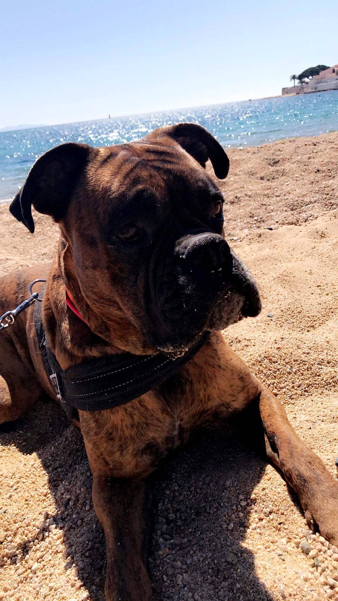 Lewis participe au concours pour gagner de l'argent avec cette photo : adventure, boxer, canidae, carnivore, collar, companion_dog, dog, dog_breed, dog_collar, fawn, landscape, molosser, pet_supply, sky, snout, sporting_group, water, working_animal, working_dog, wrinkle
