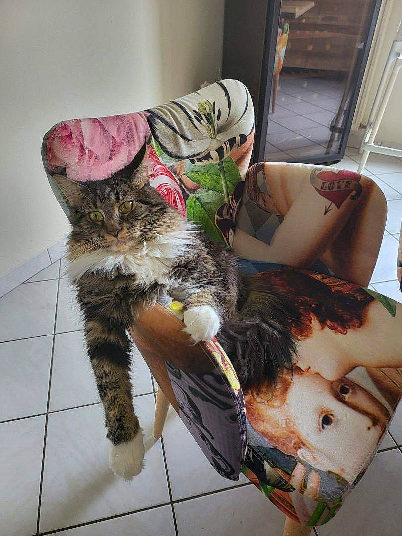 Scarlett participe au concours pour gagner de l'argent avec cette photo : carnivore, cat, chair, comfort, companion_dog, eyewear, fashion_design, fawn, felidae, floor, flooring, human_leg, leg, long_hair, mammal, shoulder, small_to_medium_sized_cats, tail, thigh, whiskers