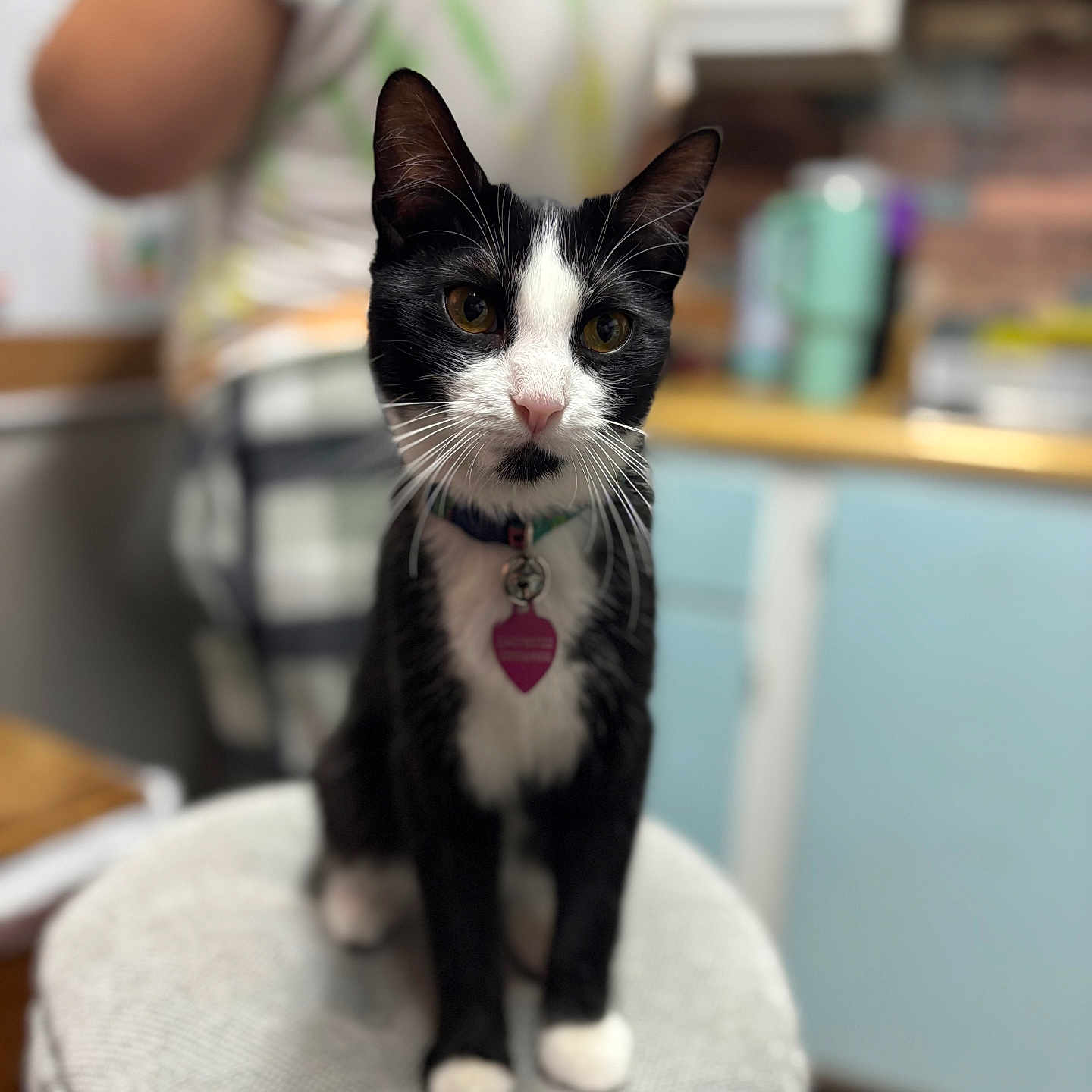 Penelope