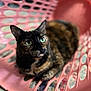 animal, basket, cat, close_up, curious, cute, domestic_cat, feline, fur, green_eyes, house_pet, indoor, pattern, pet, pink, plastic, portrait, relaxed, sitting, tortoiseshell_cat