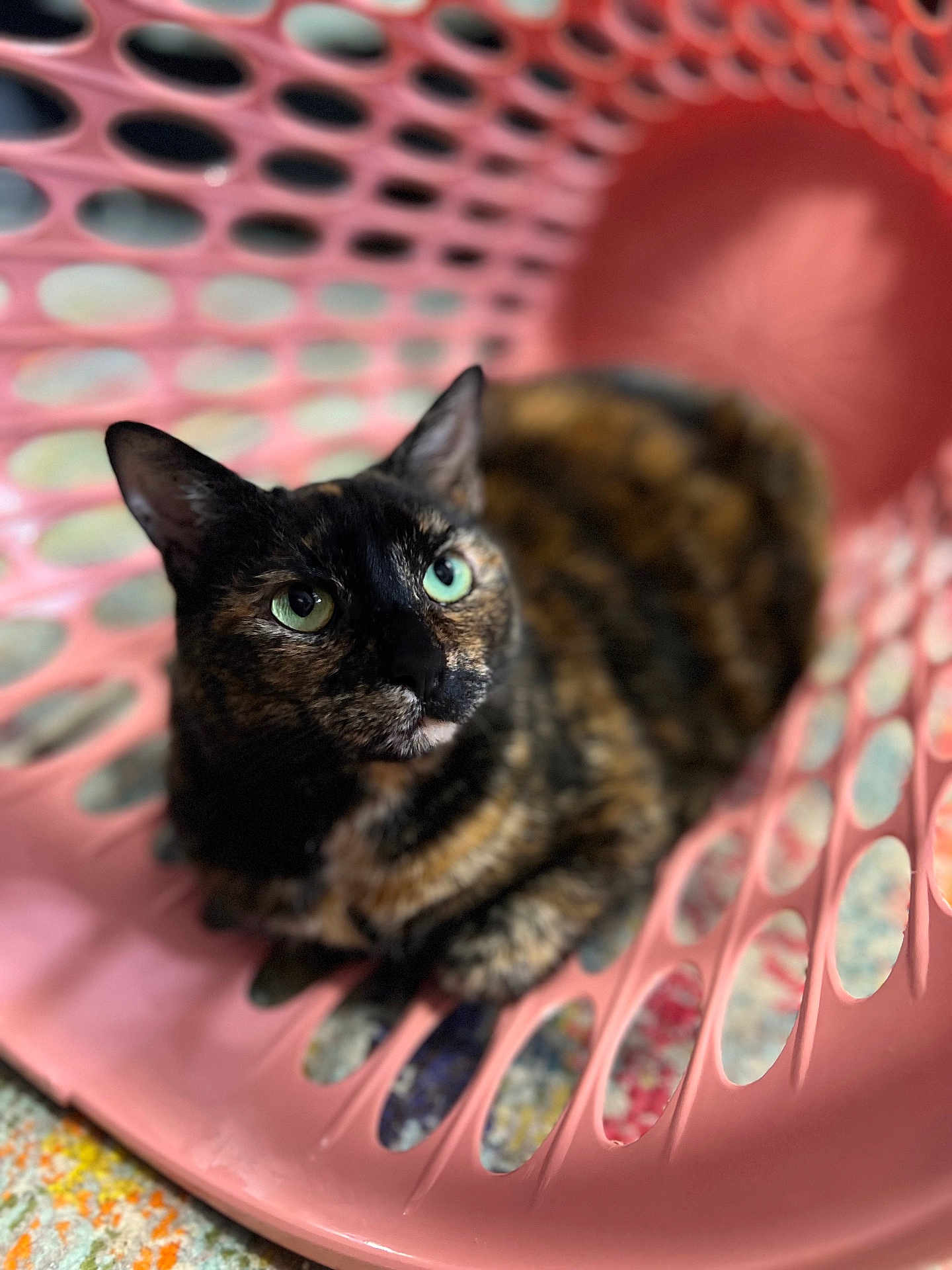 Nora joined the competition — help win amazing prizes! cat, tortoiseshell_cat, pet, animal, indoor, basket, pink, curious, green_eyes, fur, close_up, relaxed, plastic, pattern, domestic_cat, portrait, sitting, cute, feline, house_pet