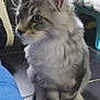 Viktor a rejoint le concours — aidez-le/la à gagner de superbes lots ! abyssinian, angora, animal, cat, computerhardware, den, doctor, egyptiancat, electronics, hardware, indoors, kitten, manx, monitor, person, pet, screen, siamese, snout, veterinarian