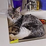 Viktor participe au concours pour gagner de l'argent avec cette photo : abyssinian, animal, basin, bathing, bathtub, brush, cat, cup, device, indoors, kitten, manx, person, pet, sink, sinkfaucet, tap, tool, toothbrush, tub