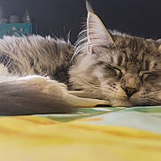 Viktor a rejoint le concours — aidez-le/la à gagner de superbes lots ! abyssinian, angora, animal, bed, bedroom, cat, computer, couch, electronics, furniture, hardwood, kitten, laptop, manx, pc, person, pet, siamese, sleeping, wood