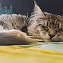 abyssinian, angora, animal, bed, bedroom, cat, computer, couch, electronics, furniture, hardwood, kitten, laptop, manx, pc, person, pet, siamese, sleeping, wood
