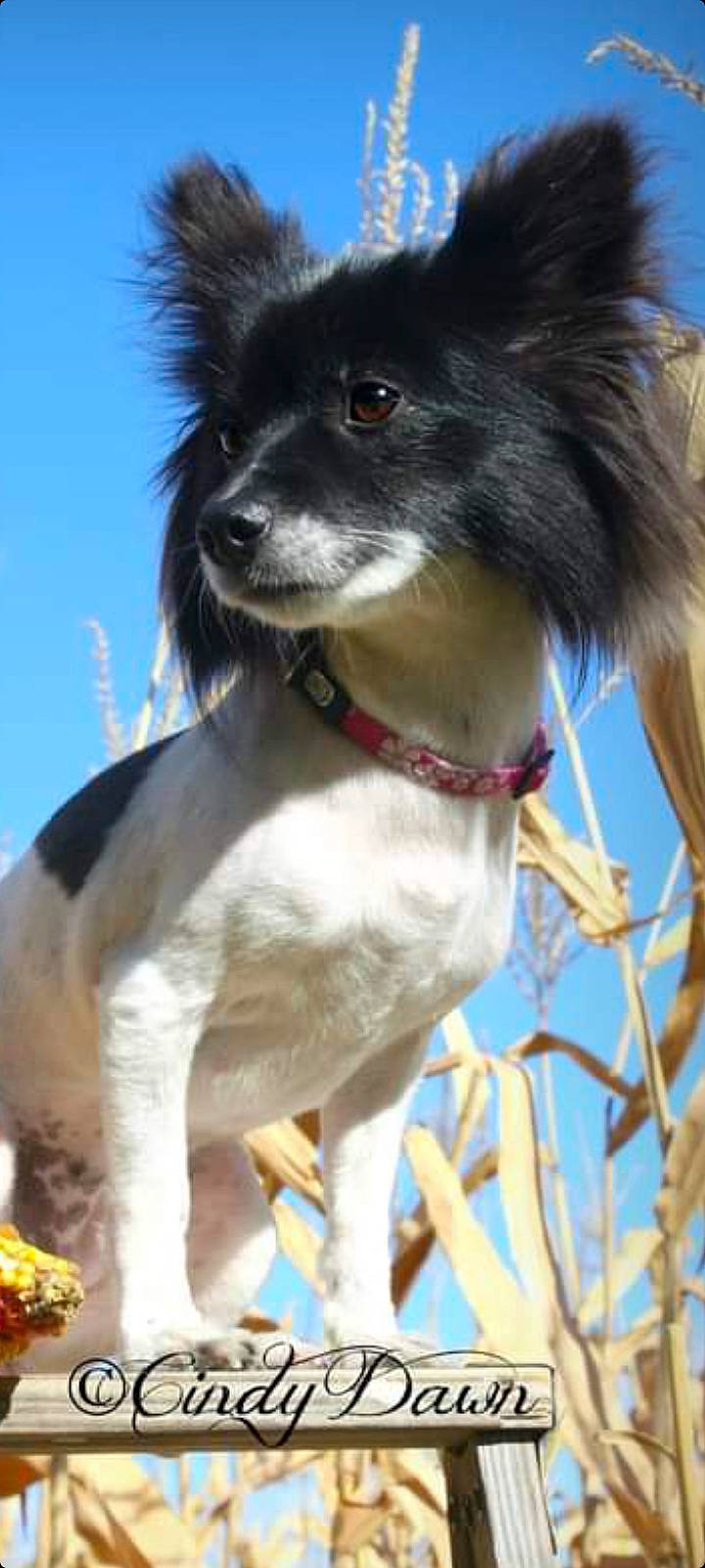 Penny Love joined the competition — help win amazing prizes! ancient_dog_breeds, canidae, carnivore, collar, companion_dog, dog, dog_breed, dog_collar, dog_supply, electric_blue, fur, leash, pet_supply, sky, snout, sporting_group, twig, whiskers, working_animal, working_dog