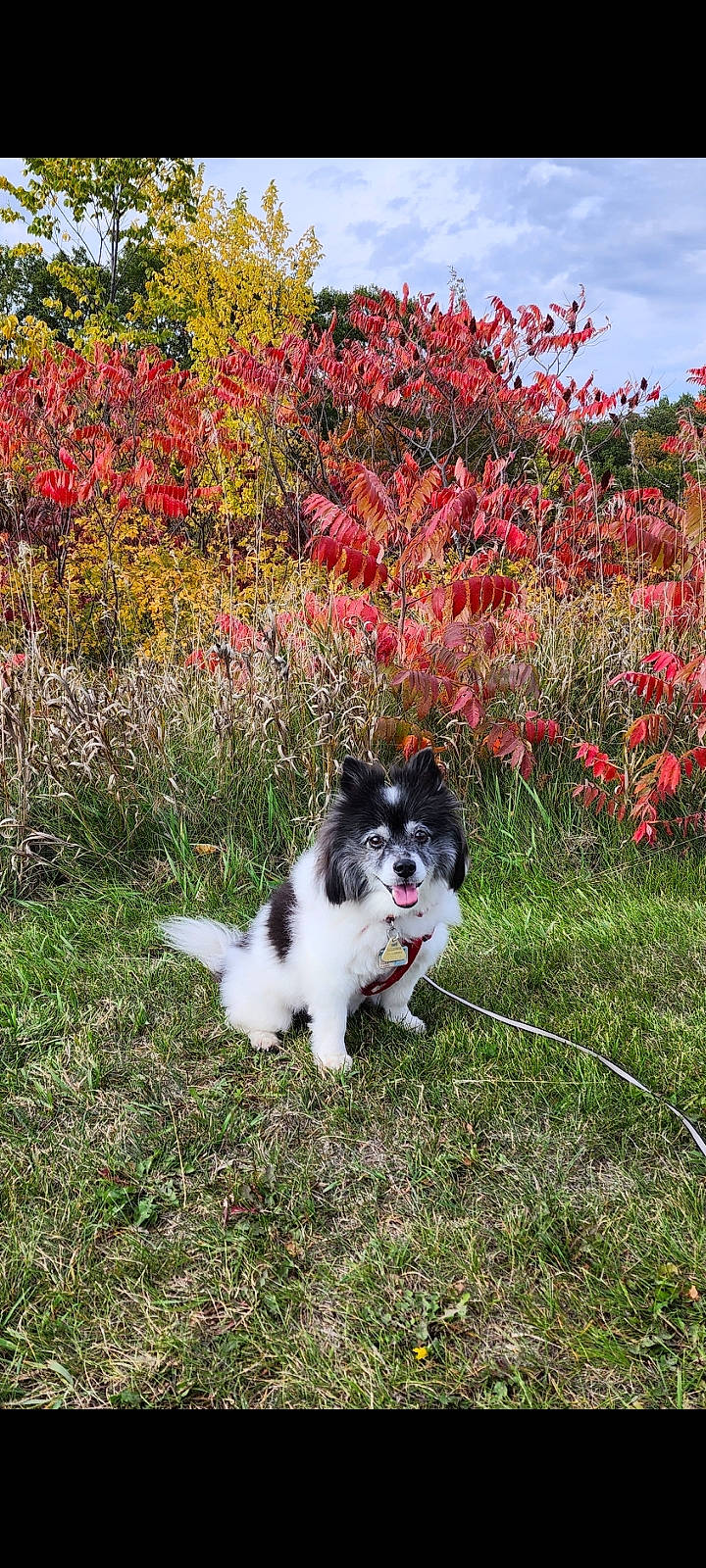 Penny Love joined the competition — help win amazing prizes! annual_plant, carnivore, cloud, companion_dog, dog, dog_breed, flower, flowering_plant, garden, grass, groundcover, herbaceous_plant, herding_dog, landscape, natural_landscape, plant, shrub, sky, sporting_group, tree