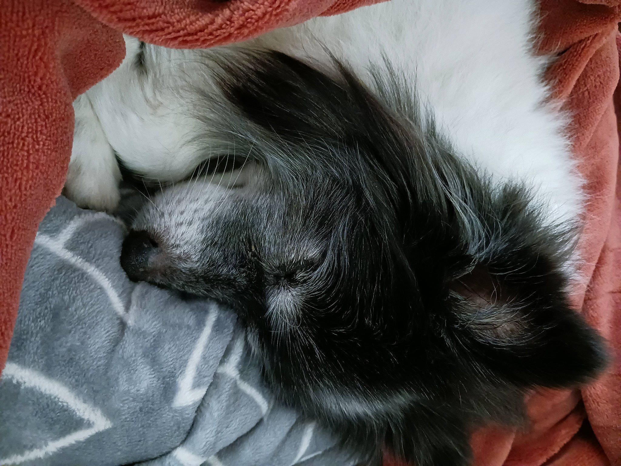 Penny Love joined the competition — help win amazing prizes! carnivore, cat, comfort, companion_dog, dog_breed, ear, eyelash, fawn, felidae, foot, fur, gesture, human_body, jaw, nail, paw, small_to_medium_sized_cats, snout, whiskers, wrinkle