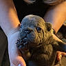Maise joined the competition — help win amazing prizes! puppy, dog, hands, cute, small, wrinkly, pet, animal, young, fur, paw, holding, portrait, indoor, closeup, adorable, warm_lighting, person, nail_polish, caring