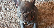 Maise is registered to the contest to win money with this photo: puppy, dog, french_bulldog, pet, indoor, carpet, brown, small, cute, collar, bell, ears, floor, fur, animal, looking_up, young, companion, domestic, adorable