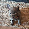 puppy, dog, french_bulldog, pet, indoor, carpet, brown, small, cute, collar, bell, ears, floor, fur, animal, looking_up, young, companion, domestic, adorable