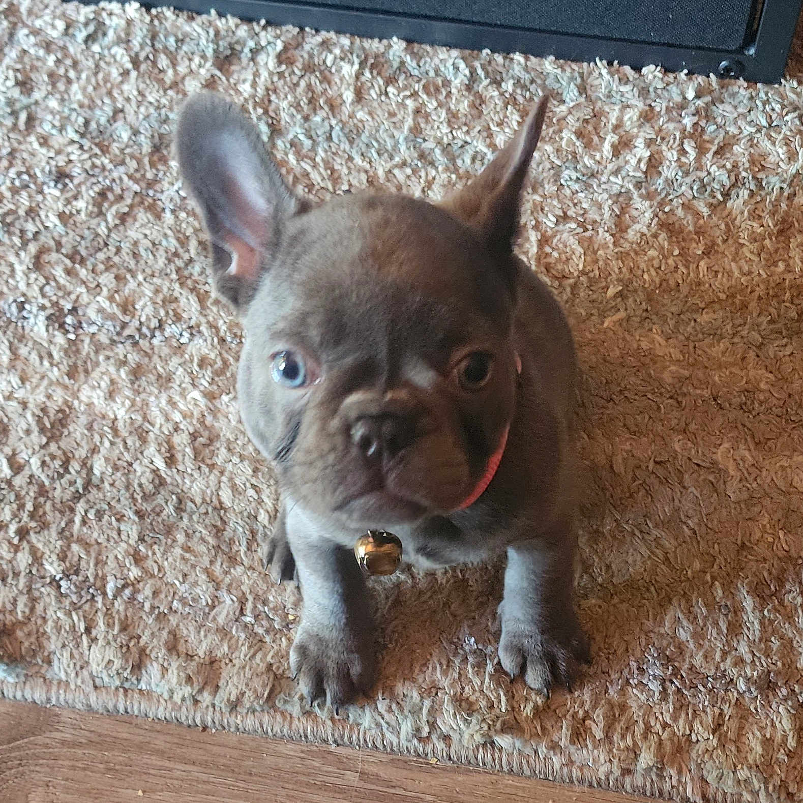 Maise is registered to the contest to win money with this photo: puppy, dog, french_bulldog, pet, indoor, carpet, brown, small, cute, collar, bell, ears, floor, fur, animal, looking_up, young, companion, domestic, adorable