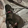 Maise is registered to the contest to win money with this photo: puppy, dog, sleeping, blanket, collar, bell, leaf_pattern, cozy, cute, pet, animal, fur, rest, indoor, soft, black_dog, young_dog, peaceful, lying_down, domestic_animal