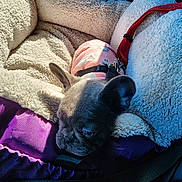 Maise is registered to the contest to win money with this photo: dog, puppy, french_bulldog, pet_bed, harness, leash, cozy, sleepy, sunlight, soft_texture, indoor, animal, resting, cute, small_dog, fur, pink, red, purple, comfort