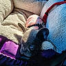 dog, puppy, french_bulldog, pet_bed, harness, leash, cozy, sleepy, sunlight, soft_texture, indoor, animal, resting, cute, small_dog, fur, pink, red, purple, comfort