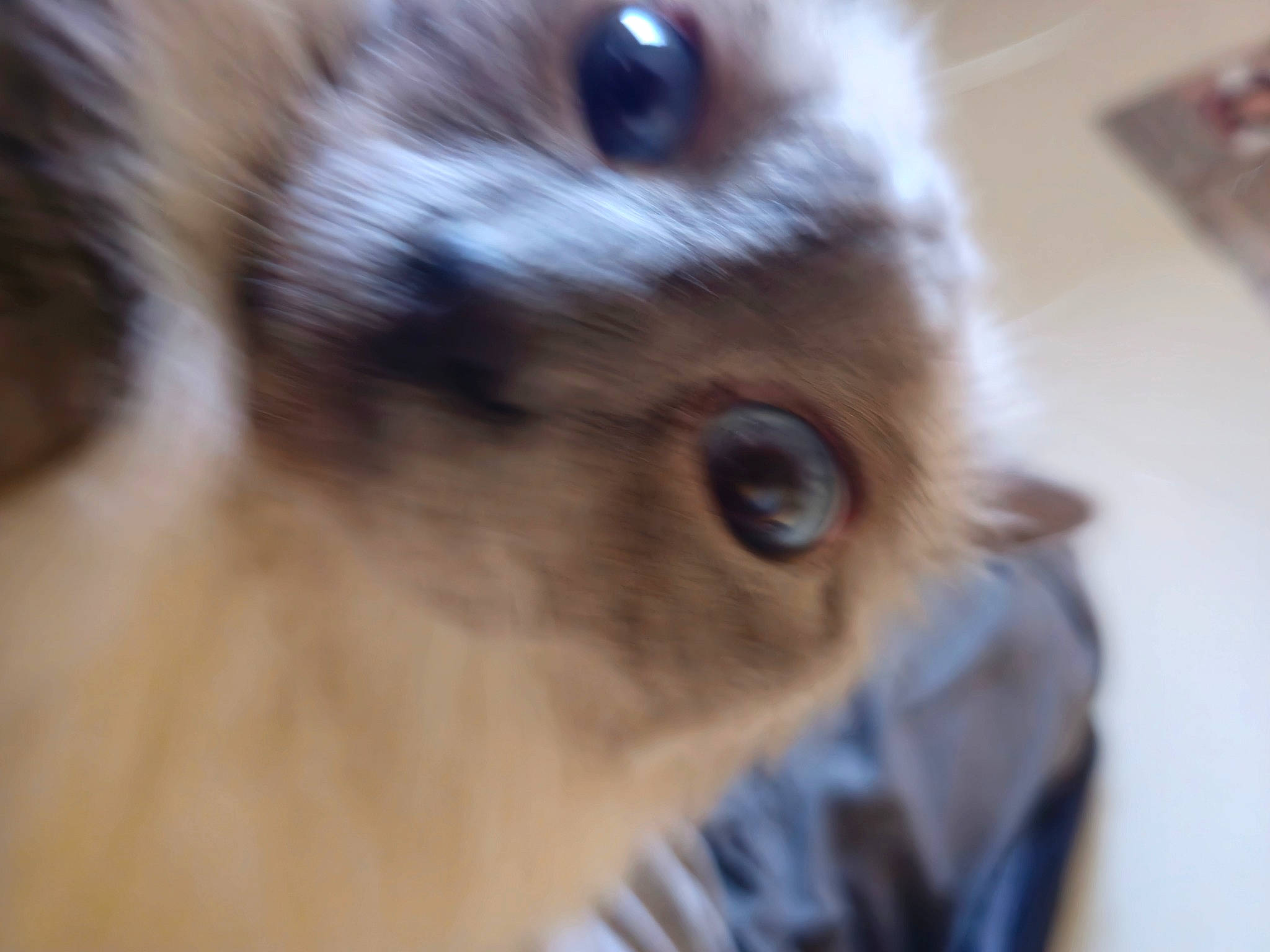 Léon participe au concours pour gagner de l'argent avec cette photo : domestic_rabbit, ear, event, eyelash, fawn, feather, felidae, fur, hare, iris, natural_material, nose, rabbit, rabbits_and_hares, small_to_medium_sized_cats, snout, terrestrial_animal, whiskers, wildlife, wood