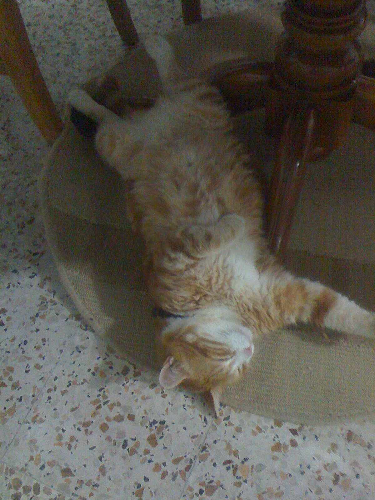 Thomas
