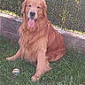 dog, golden_retriever, grass, outdoor, pet, animal, tongue_out, happy, playful, baseball, fence, sunlight, canine, sitting, fur, nature, daytime, mammal, friendly, companion