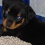 Capone is registered to the contest to win money with this photo: puppy, dog, rottweiler, pet, animal, cute, close_up, portrait, blanket, bedding, fabric, mesh, blue, black_fur, brown_markings, eyes, nose, indoor, cozy, sleeping_area