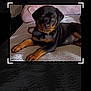Capone is registered to the contest to win money with this photo: dog, puppy, rottweiler, pet, lying, bed, blanket, pillow, collar, dog_tag, portrait, close_up, indoor, bedding, black_and_tan, cute, young, editing_ui, screenshot, smartphone