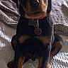 Capone is registered to the contest to win money with this photo: bed, black_and_tan, blanket, close_up, collar, cute, dog, dog_tag, eyes, fur, indoor, nose, paws, pet, portrait, puppy, rope_toy, rottweiler, service_dog, sitting