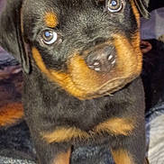 Capone joined the competition — help win amazing prizes! adorable, animal, bed, black_and_tan, blanket, close_up, curious, dog, eyes, face, fur, indoor, nose, paws, pet, portrait, puppy, rottweiler, whiskers, young