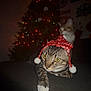 cat, cats, christmas_tree, holiday, festive_hat, couch, indoor, pet, animal, tabby_cat, white_paw, decorations, lights, cozy, cute, relaxed, christmas_lights, winter_hat, feline, holiday_season