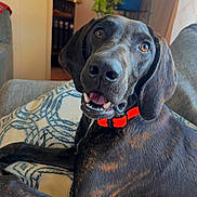 Sadie joined the competition — help win amazing prizes! dog, pet, indoor, couch, cushion, collar, happy, brown, black, animal, canine, fur, ears, mouth, teeth, tongue, living_room, plant, home, relaxed