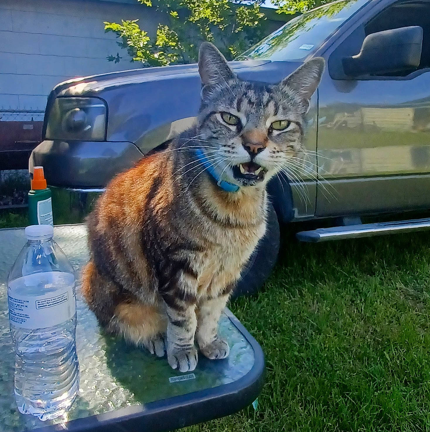 Bubbles joined the competition — help win amazing prizes! automotive_tire, bottle, bottled_water, car, carnivore, cat, drinking_water, felidae, fender, grass, hood, mineral_water, motor_vehicle, small_to_medium_sized_cats, tire, vehicle, water, wheel, whiskers, window