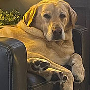 Joey joined the competition — help win amazing prizes! dog, labrador, pet, animal, indoor, chair, leather, relaxed, paw, home, furniture, plant, resting, cozy, canine, mammal, portrait, domestic, cute, companion