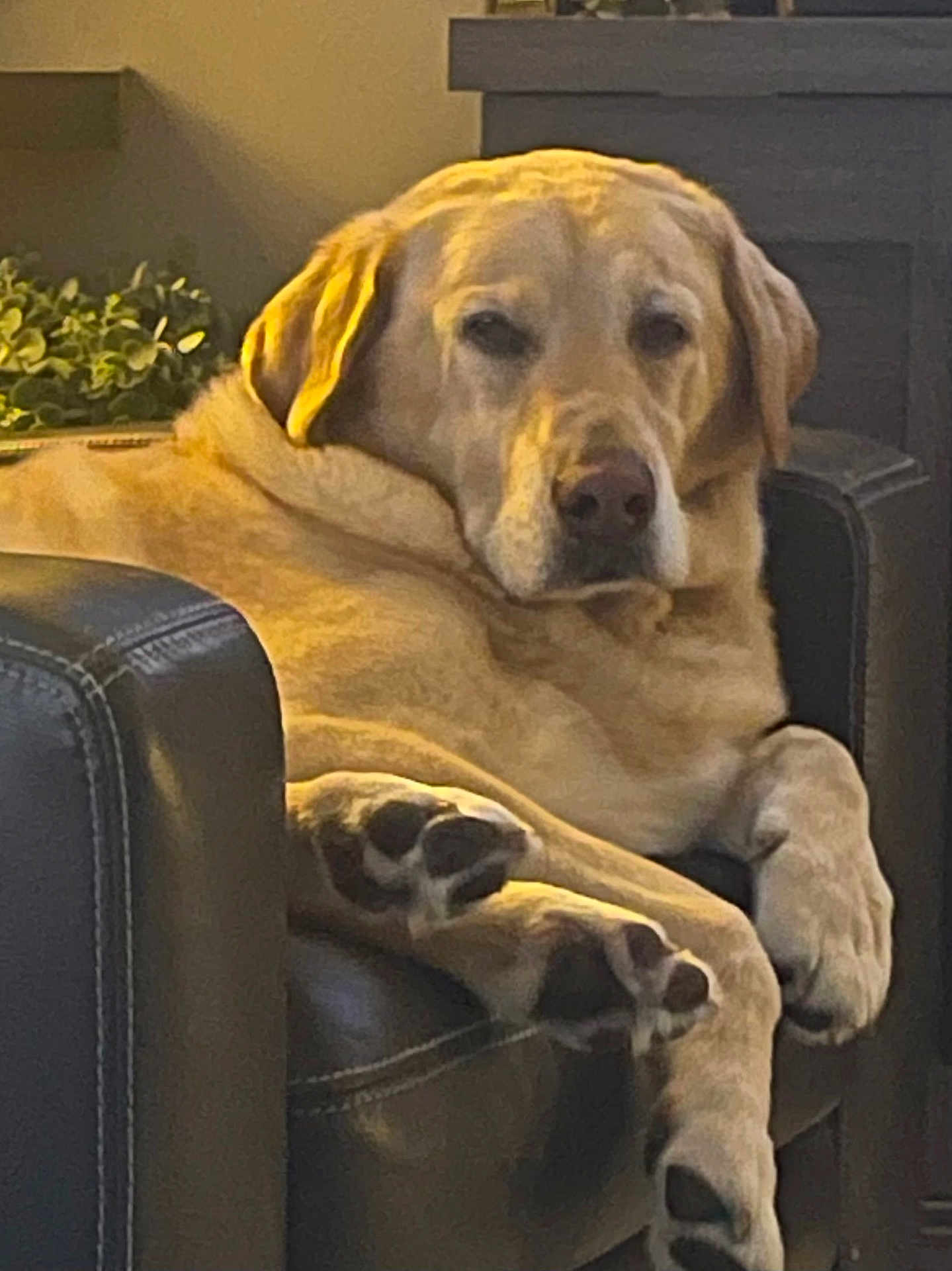 Joey joined the competition — help win amazing prizes! dog, labrador, pet, animal, indoor, chair, leather, relaxed, paw, home, furniture, plant, resting, cozy, canine, mammal, portrait, domestic, cute, companion