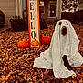 Ellie May is registered to the contest to win money with this photo: dog, ghost_costume, autumn, fall_leaves, pumpkins, yard, house, tree, costume, pet, outdoor, seasonal, decorations, front_yard, animal, leaf_litter, holiday, cute, funny, suburb