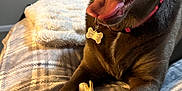 Ellie May joined the competition — help win amazing prizes! dog, bone, tongue, paws, blanket, plaid, indoor, pet, smiling, collar, fur, happy, canine, bed, cozy, chew_toy, animal, domestic, resting, window