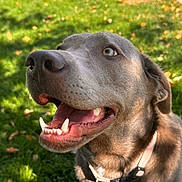 Ellie May joined the competition — help win amazing prizes! dog, happy, outdoor, grass, leash, collar, pet, canine, sunlight, nature, animal, smiling, close_up, tongue, teeth, ears, eyes, daylight, friendly, waiting