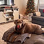 Ellie May is registered to the contest to win money with this photo: dog, labrador, brown_dog, blanket, living_room, christmas_tree, christmas_decorations, stockings, sofa, ottoman, rug, window_blinds, holiday, pet, indoor, furniture, cozy, tongue_out, relaxed, decor