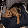 cat, orange_tabby, cat_tree, blanket, indoor, pet, feline, stretching, cozy, plush, carpet, playful, relaxed, fur, animal, cute, paw, resting, cute_pet, home