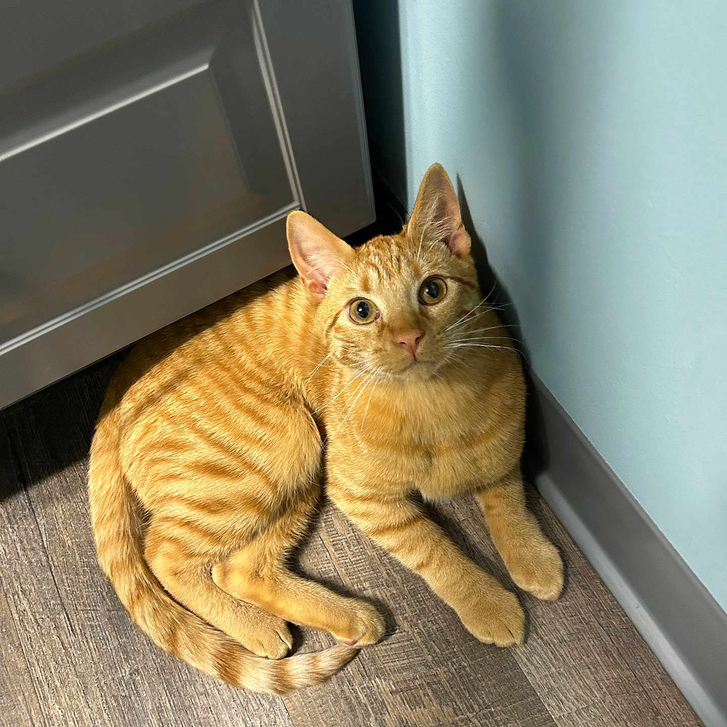 Garfield