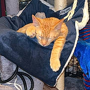Garfield is registered to the contest to win money with this photo: cat, orange_tabby, sleeping, cat_tree, hammock, indoor, pet, rope, plush, cozy, paw, feline, relaxed, resting, cushion, animal, fur, home, comfort, nap