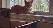 Garfield joined the competition — help win amazing prizes! cat, orange_tabby, windowsill, window, collar, bell, cardboard_box, indoor, daylight, tree, branches, nature_outside, relaxing, pet, home, feline, domestic_animal, sunlight, quiet, resting