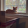 cat, orange_tabby, windowsill, window, collar, bell, cardboard_box, indoor, daylight, tree, branches, nature_outside, relaxing, pet, home, feline, domestic_animal, sunlight, quiet, resting