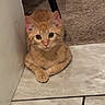 cat, orange_tabby, pet, indoor, floor, tile_floor, carpet, curious, animal, feline, cute, domestic_cat, resting, corner, paws, looking, ears, whiskers, home, young_cat