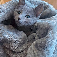 Blue is registered to the contest to win money with this photo: kitten, cat, gray_cat, blanket, cozy, fur, cute, pet, animal, indoor, soft, wrapped, snuggled, curious, face, ears, whiskers, comfort, warm, portrait