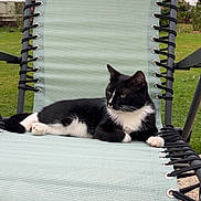 Bounty a rejoint le concours — aidez-le/la à gagner de superbes lots ! animal, black_and_white, calm, cat, chair, daylight, ears, feline, garden, grass, green, lounging, nature, outdoor, paw, pet, recliner, relaxing, resting, whiskers