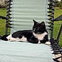 animal, black_and_white, calm, cat, chair, daylight, ears, feline, garden, grass, green, lounging, nature, outdoor, paw, pet, recliner, relaxing, resting, whiskers