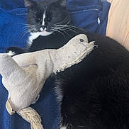 Bounty a rejoint le concours — aidez-le/la à gagner de superbes lots ! black_and_white, blanket, cat, close_up, couch, cozy, fur, furniture, indoor, living_room, nap, navy_blanket, pet, plush_toy, sleeping_cat, stuffed_animal, table, tuxedo_cat, vertical_photo, whiskers